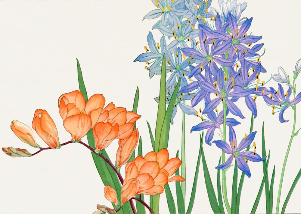 Freesia Flower No.2 by Tanigami Konan — canvas wall art