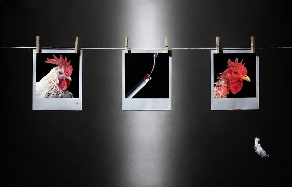 Smoking Roosters by Victoria Glinka — canvas wall art