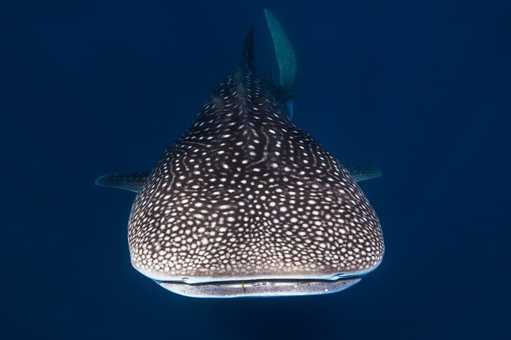 Deep Blue Whale Shark by Barathieu Gabriel — canvas wall art