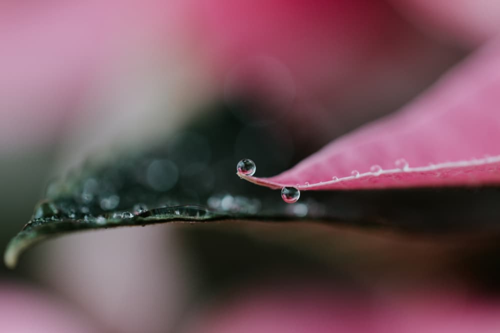 Fresh Pink Dewdrops by Javier Pardina — canvas wall art
