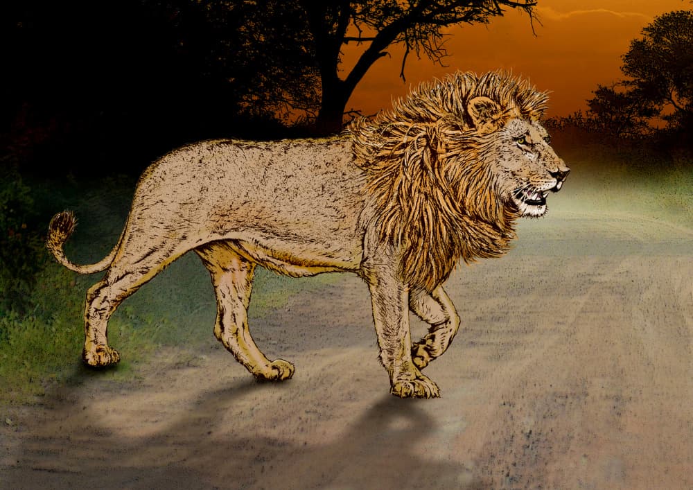 African Lion Journey by Carlo Kaminski — canvas wall art