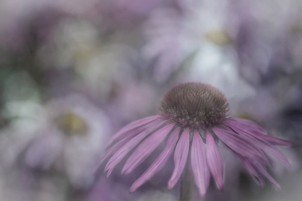 Soft Purple Bloom by Marie-anne Stas — canvas wall art