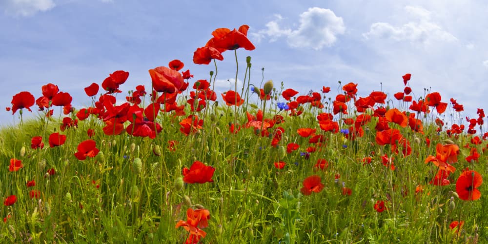 Vibrant Poppy Field by Melanie Viola — canvas wall art