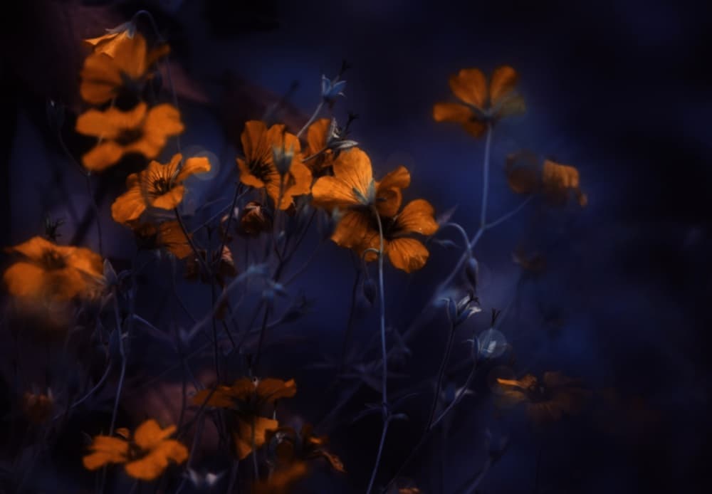 Glowing Orange Flowers by Delphine Devos — canvas wall art