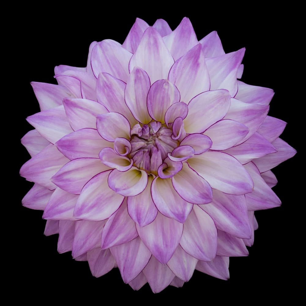 Lavender Dahlia Bloom by brigitte van krimpen — canvas wall art
