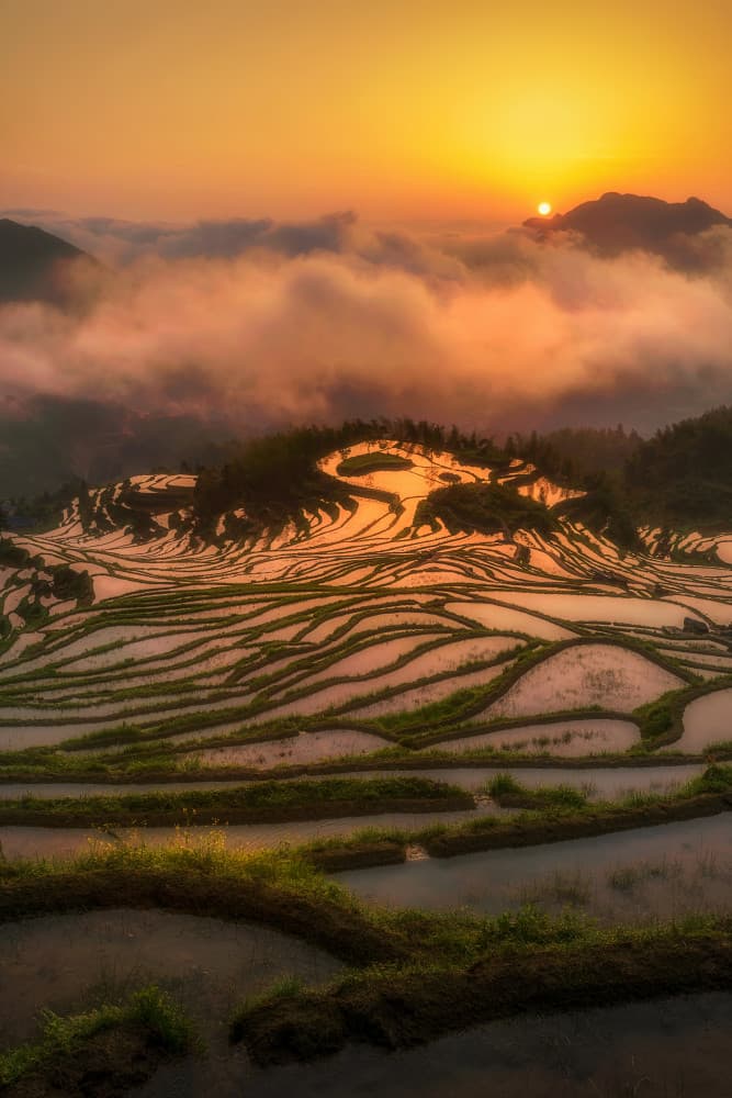 Golden Rice Terraces by Mei Xu — canvas wall art