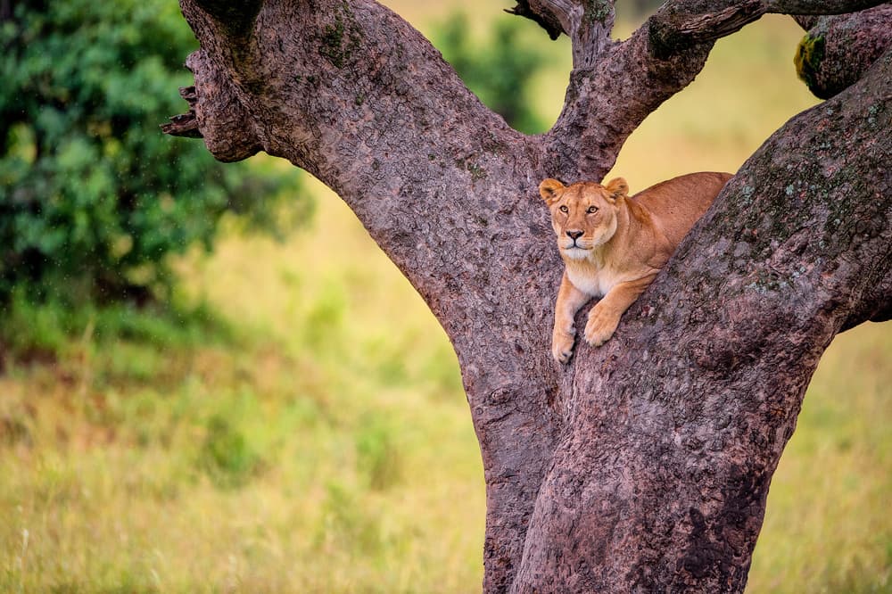 African Lioness In Tree by Mohammed Alnaser — canvas wall art