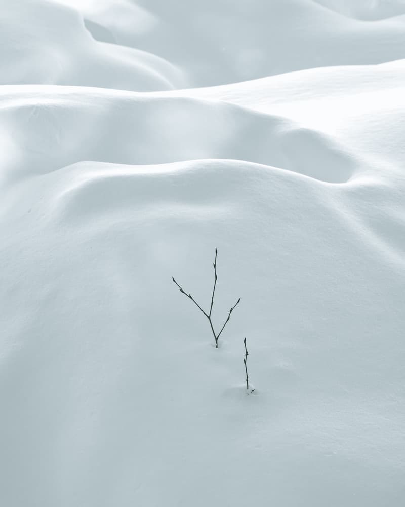 Minimalist Snow Branches by Miroslaw Prybinski — canvas wall art