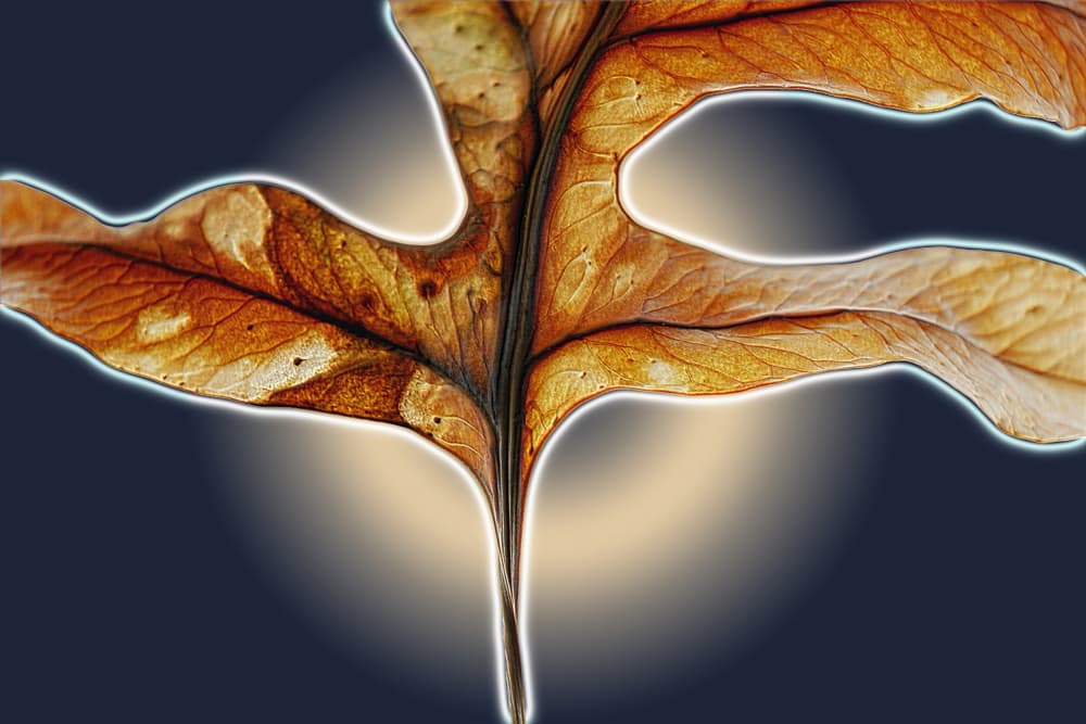 Glowing Autumn Leaf by Saskia Mensink — canvas wall art