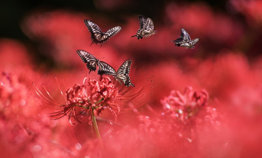 Dancing Red Butterflies by Takashi Suzuki — canvas wall art