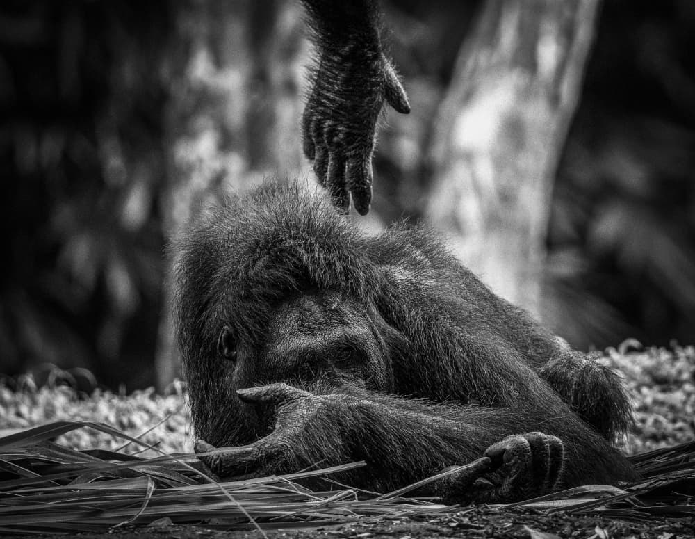 Gentle Orangutan Connection by Hamza Qarooni — canvas wall art