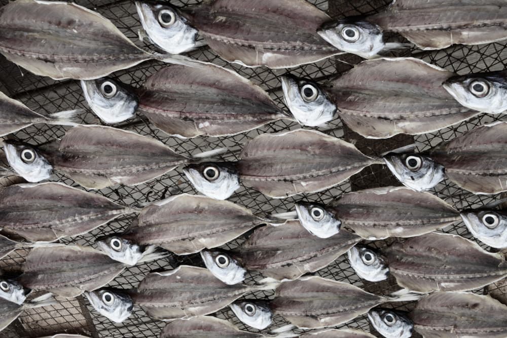 Dried Fish Pattern by Iris Resch — canvas wall art