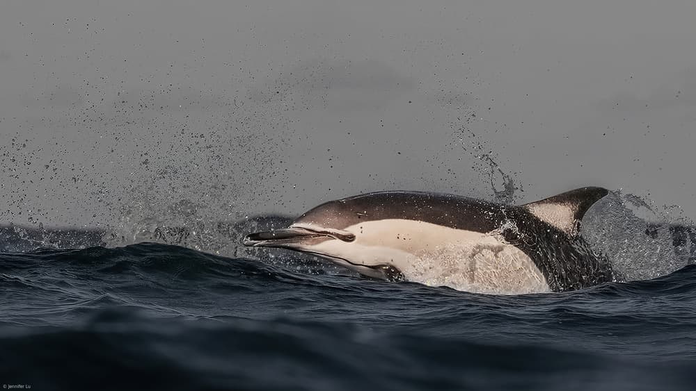 Ocean Dolphin Splash by Jennifer Lu — canvas wall art