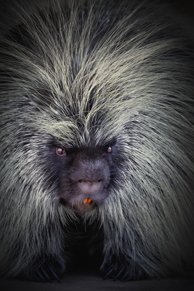 Intense Porcupine Portrait by Alex Zhao — canvas wall art