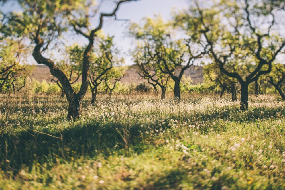 Sunlit Orchard Field by Javier Pardina — canvas wall art