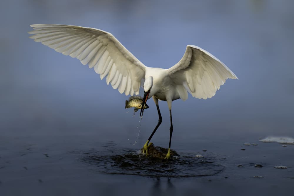 Egret Catches Fish by Mallal Moshe — canvas wall art