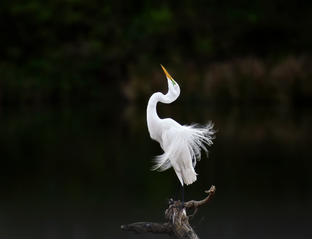 Majestic Egret Display by Yun Gong — canvas wall art