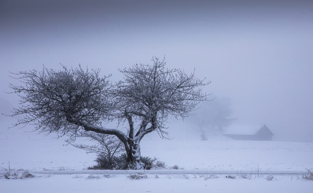 Misty Winter Tree by Clas Gustafson PRO — canvas wall art