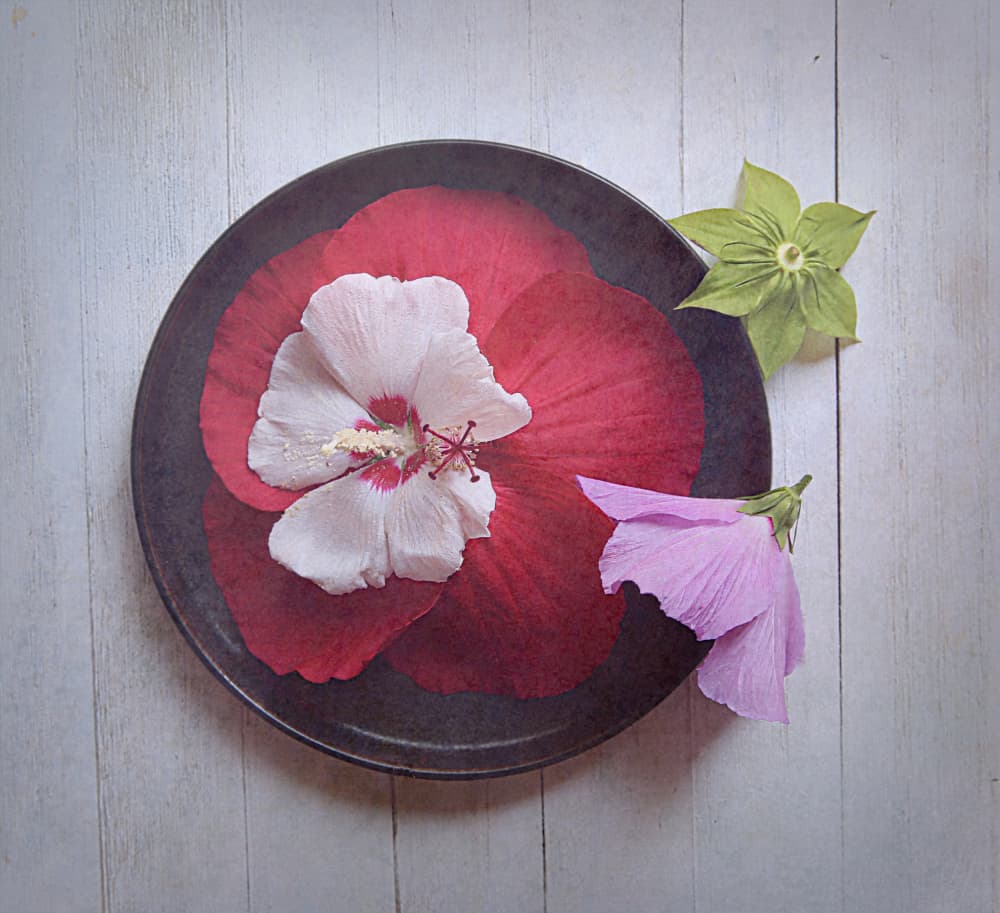 Hibiscus Plate Harmony by Fangping Zhou — canvas wall art