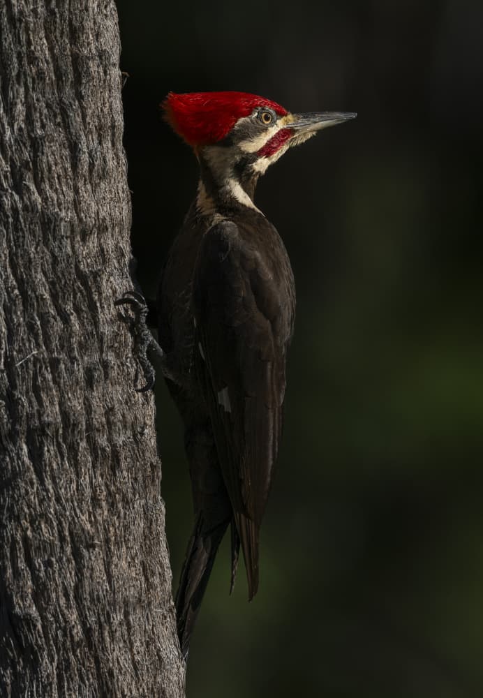 Majestic Pileated Woodpecker by Liwen Tao — canvas wall art