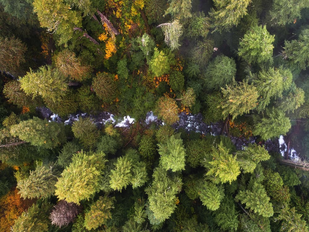 Winding Forest Stream by Daniel Gastager — canvas wall art