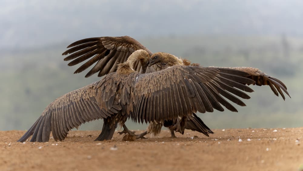 Vultures In Conflict by Alessandro Catta — canvas wall art