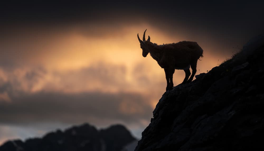 Chamois on Cliff Sunset by Ales Krivec — canvas wall art