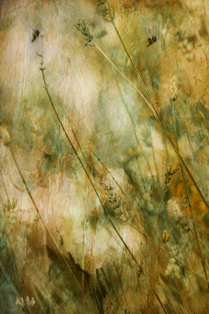 Rustic Lavender Field by Delphine Devos — canvas wall art