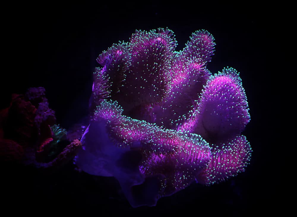 Vibrant Purple Anemone by Zina Heg — canvas wall art