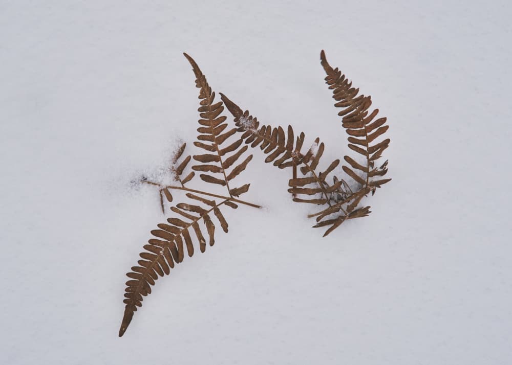 Silent Winter Ferns by Hamed Bank — canvas wall art