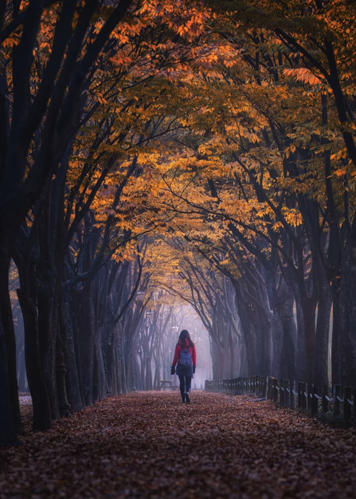 Misty Autumn Tree Tunnel by Tiger Seo — canvas wall art