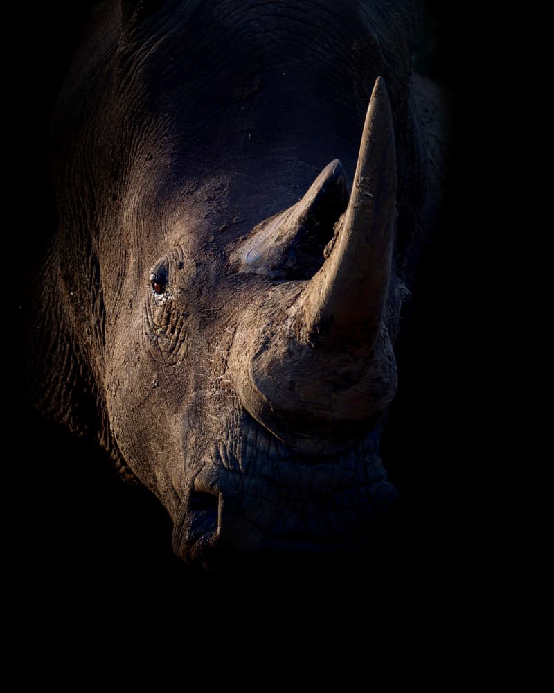 Powerful Rhino Gaze by Siyu_Wei APA — canvas wall art