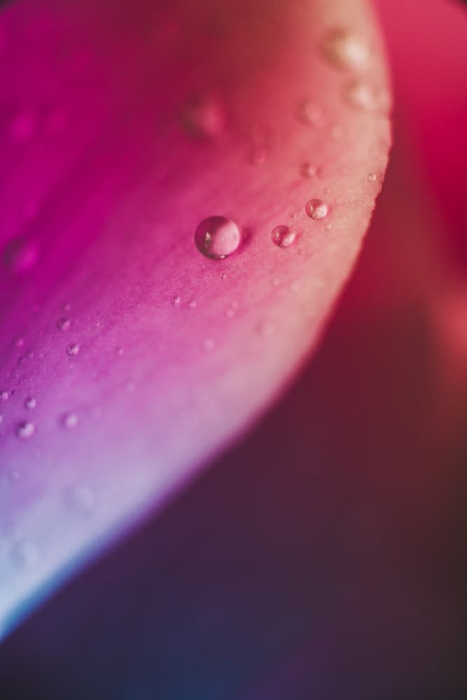 Dewy Pink Petal by Javier Pardina — canvas wall art