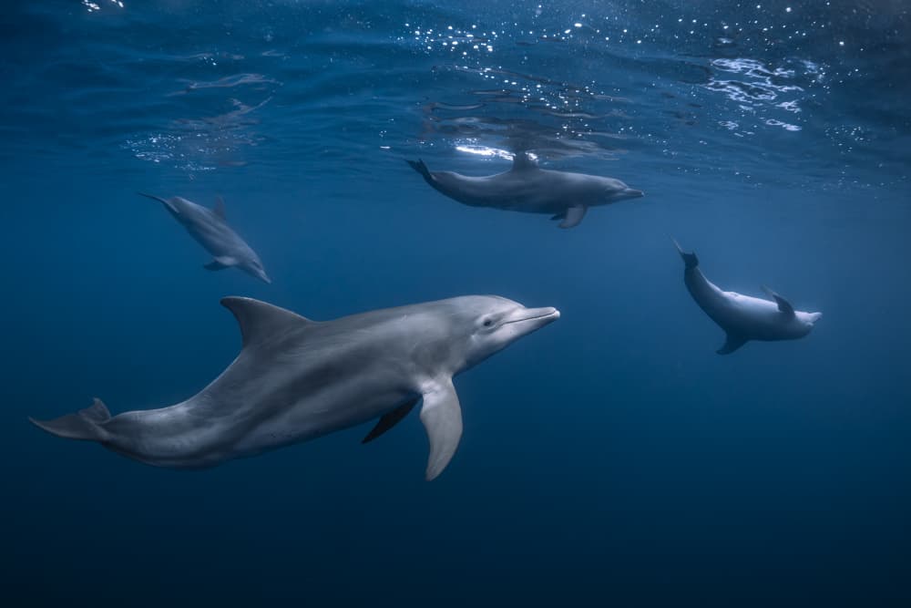 Dolphins In Deep Blue by Barathieu Gabriel — canvas wall art