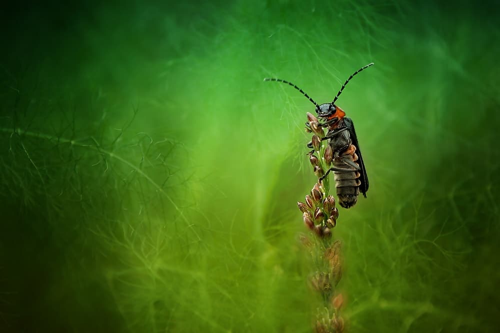 Vibrant Beetle Green Nature by Fauzan Maududdin — canvas wall art