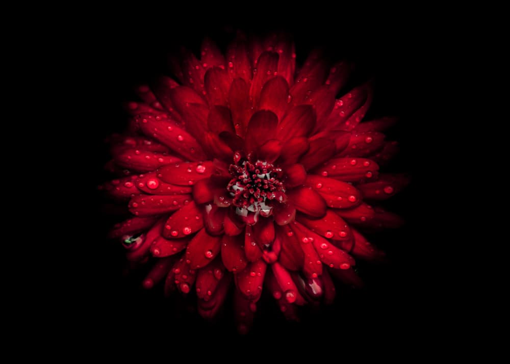 Vibrant Red Bloom by The Learning Curve Photography — canvas wall art