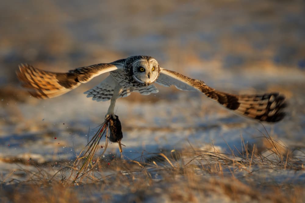 Winter Owl With Prey by Max Wang — canvas wall art