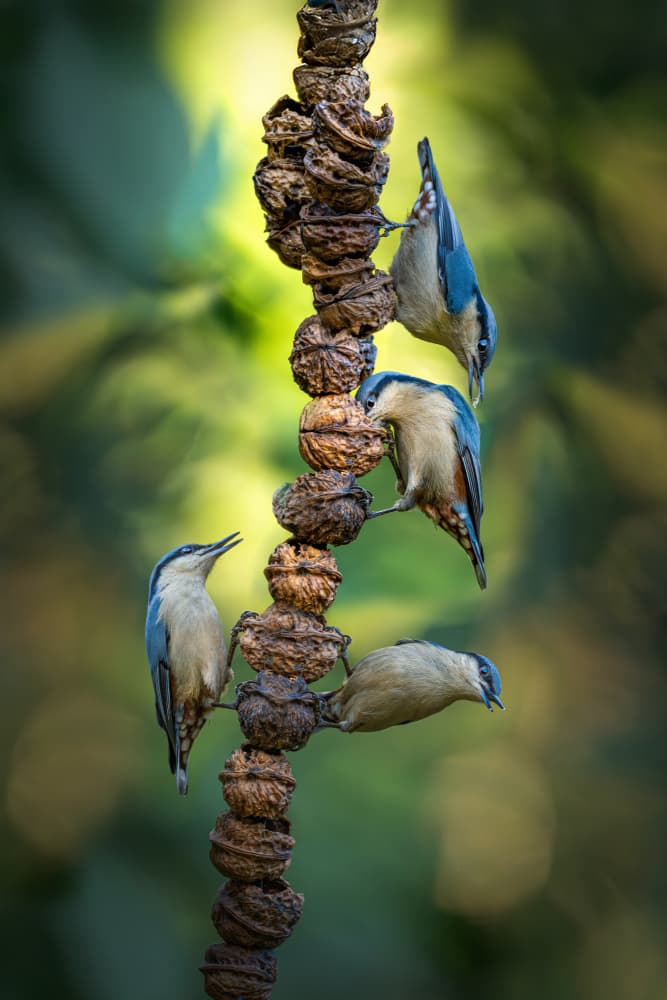 Wild Nuthatches Feeding by tianhuayu — canvas wall art