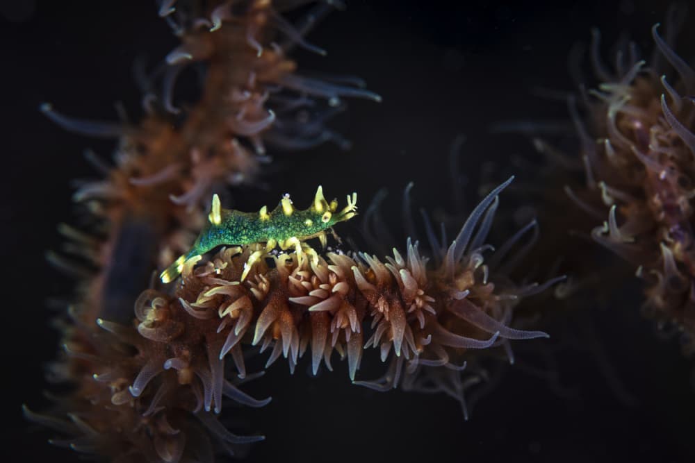 Vibrant Sea Slug on Coral by Barathieu Gabriel — canvas wall art