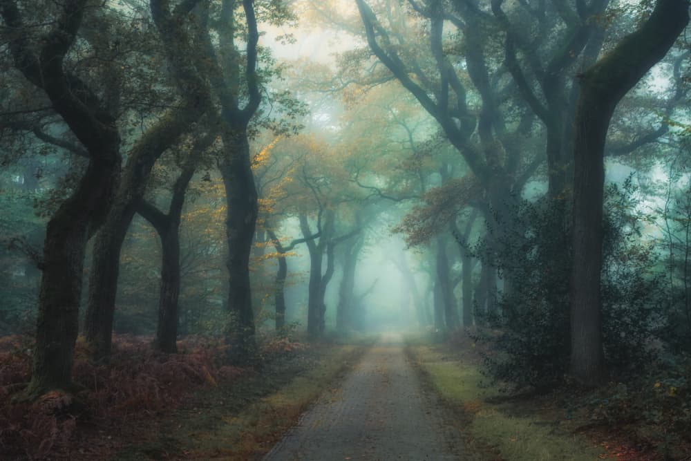 Misty Forest Path by Hilda van der Lee — canvas wall art