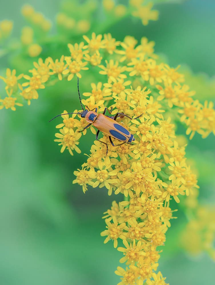 Beetle on Yellow Flowers by Wei (David) Dai — canvas wall art