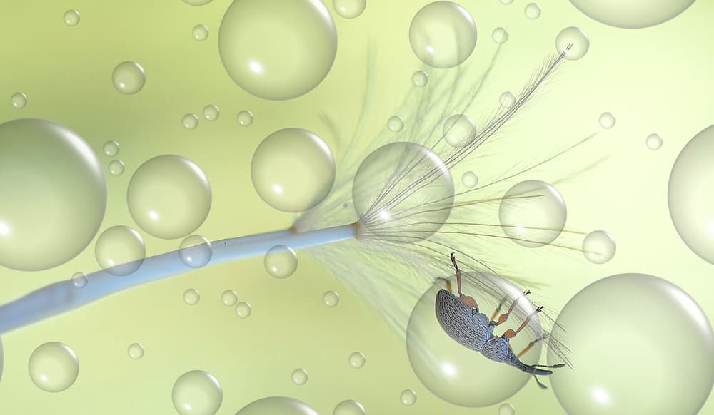 Beetle On Dandelion Bubbles by Thierry Dufour — canvas wall art