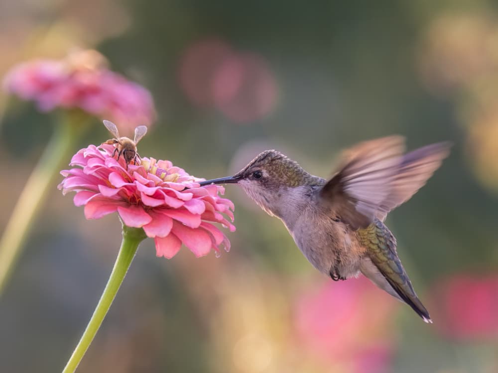 Pink Zinnia Hummingbird by Leechee Z — canvas wall art