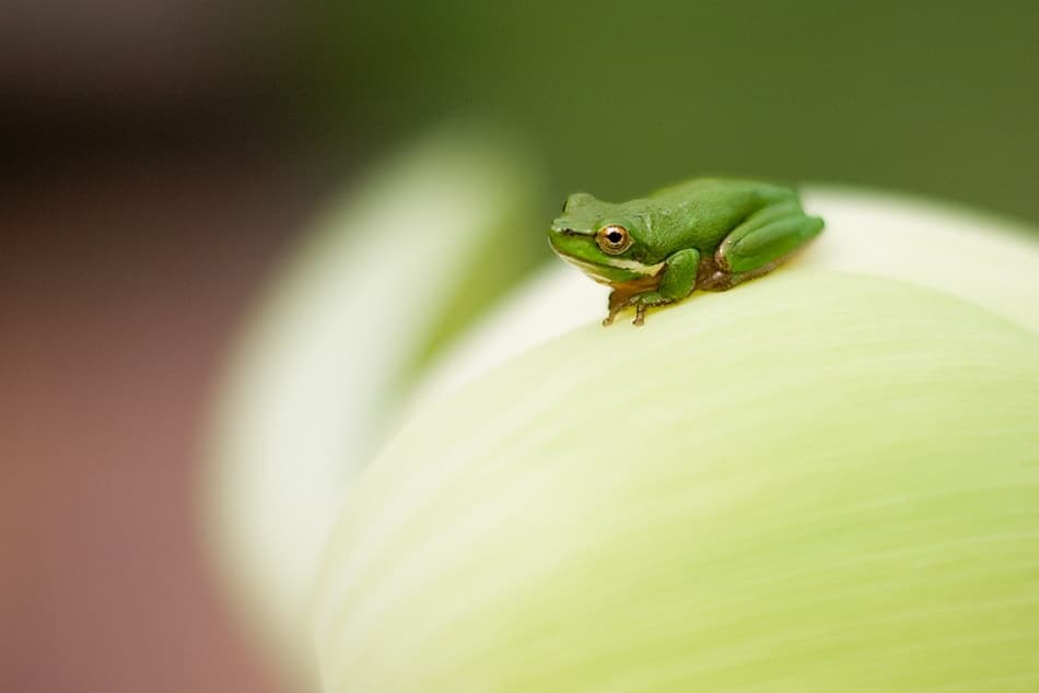 Tiny Green Frog by Mel Brackstone — canvas wall art