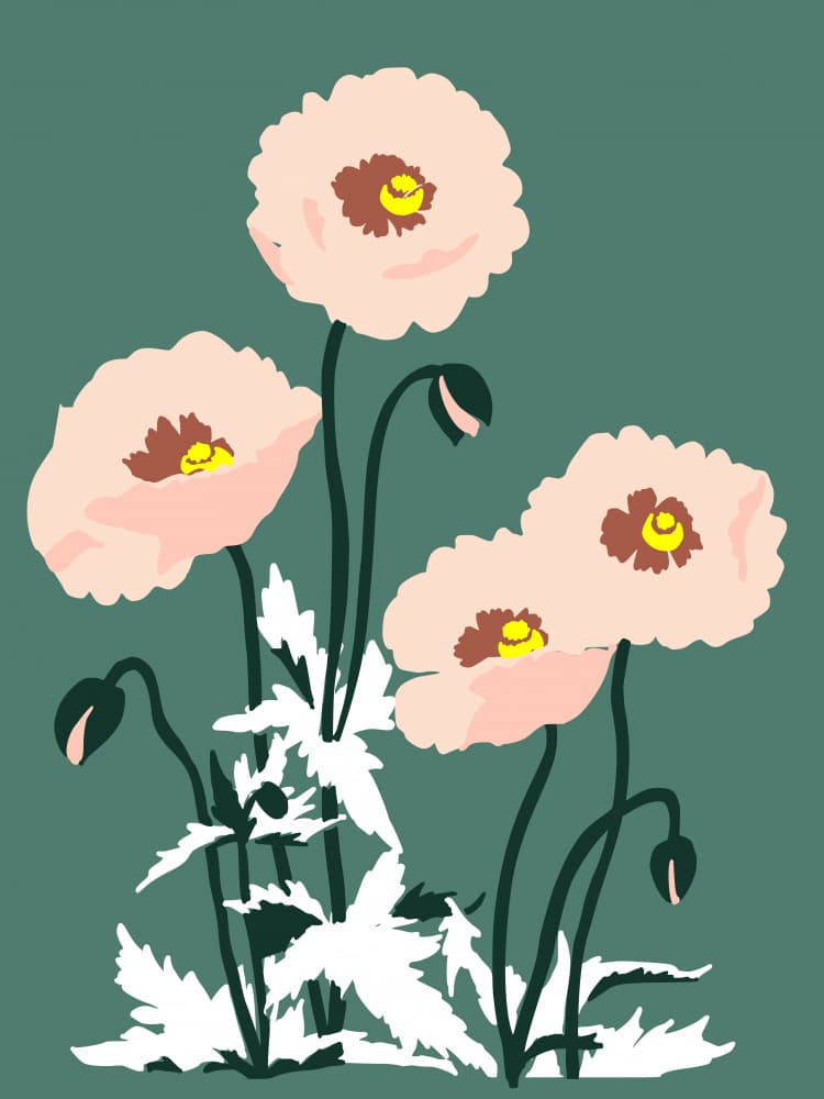 Blush Pink Poppies by Annick — canvas wall art