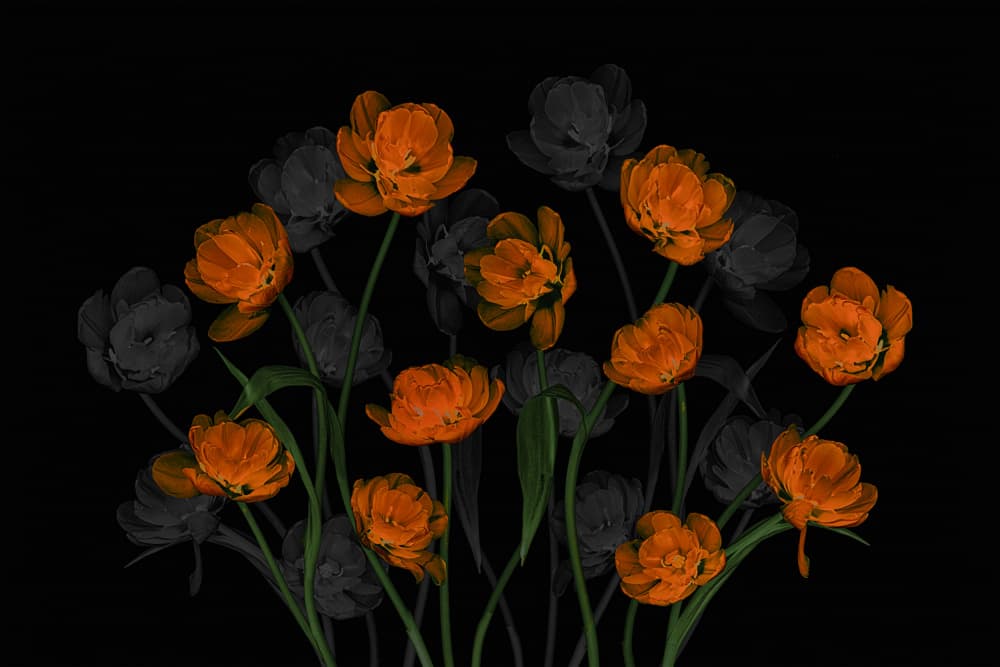 Glowing Orange Tulips by Lydia Jacobs — canvas wall art