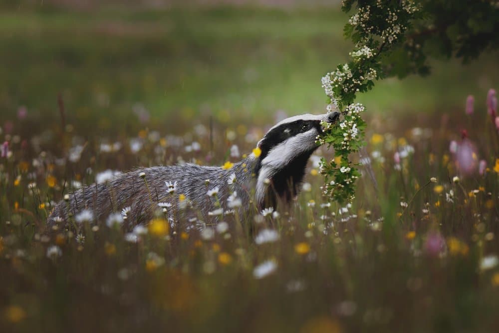 Badger in Meadow by Michaela Firešová — canvas wall art