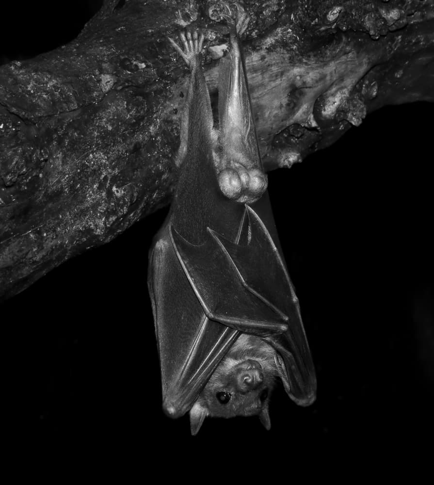Hanging Bat by Ferdinando Valverde — canvas wall art