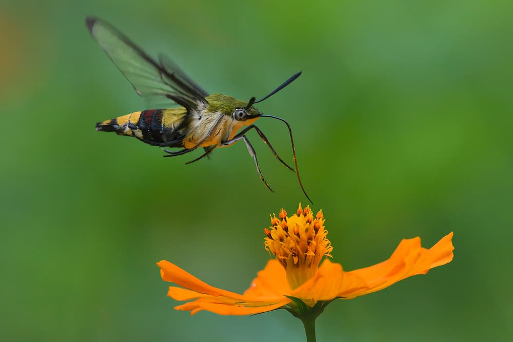 Hummingbird Moth Hovering by Phat Dao Tan — canvas wall art