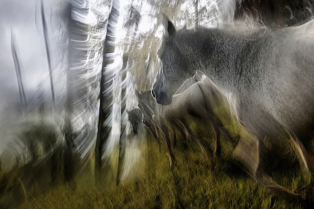 Ethereal Forest Horse by Milan Malovrh — canvas wall art